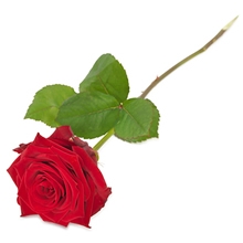 Rød rose fra Aarstidens Blomster