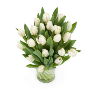 hvide tulipaner