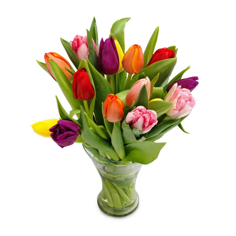 Mix tulipaner