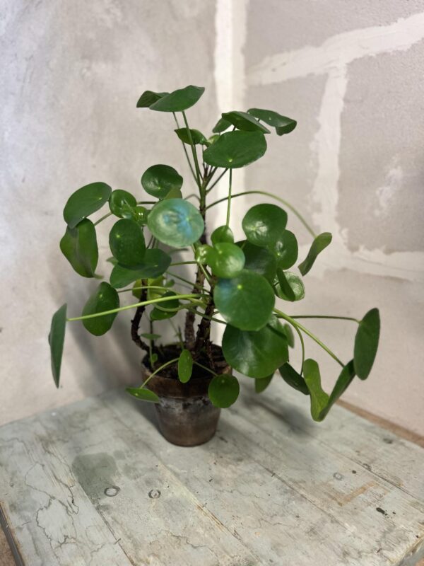 Grønne planter fra Aarstidens-blomster.dk godt indeklima og renere luft indendører